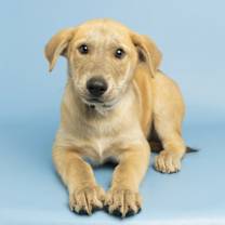 adopt-pet