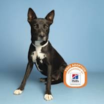 adopt-pet