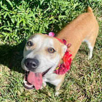 Thumbnail photo of Sage #3