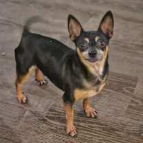 adopt-pet