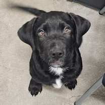 adopt-pet