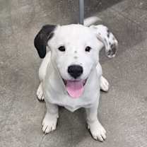 adopt-pet
