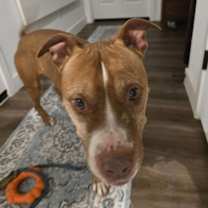 adopt-pet