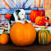 Thumbnail photo of Oreo #2