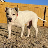 Thumbnail photo of Buddy #2