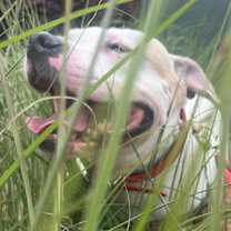 Thumbnail photo of Buddy #3