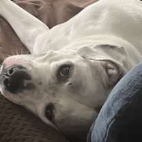 Thumbnail photo of Buddy #4