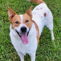 Thumbnail photo of Hedgy #1