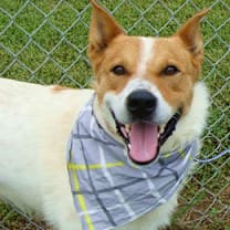 Thumbnail photo of Hedgy #3