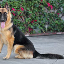 Thumbnail photo of Stanley von Soest #2