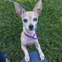 Thumbnail photo of Precious #1