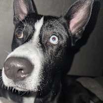 Thumbnail photo of Loki #2