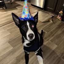 Thumbnail photo of Loki #3