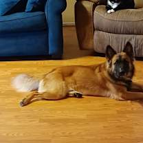 Thumbnail photo of Mr. Porkchop #3