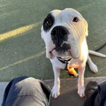 adopt-pet