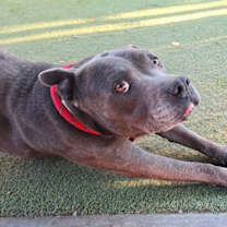 adopt-pet