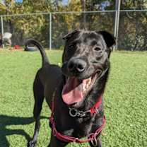 adopt-pet