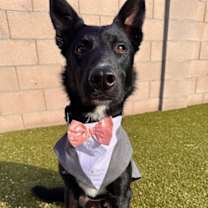 adopt-pet