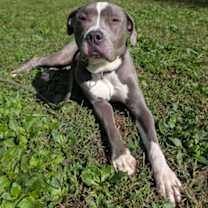 Thumbnail photo of Riley #3