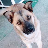 Thumbnail photo of Teddy bear #1