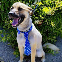 Thumbnail photo of Teddy bear #2