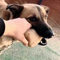 Thumbnail photo of Teddy bear #3