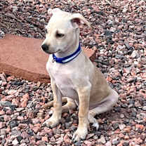 adopt-pet