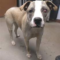 adopt-pet