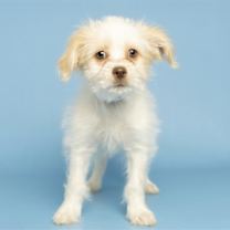 adopt-pet
