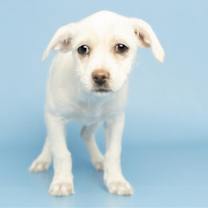 adopt-pet