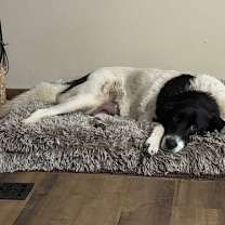 Thumbnail photo of Mavis (7yo, 60lbs) #2