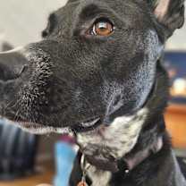 Thumbnail photo of Loki #2