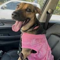 Thumbnail photo of Paulie #3