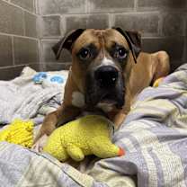 Thumbnail photo of Ray #4