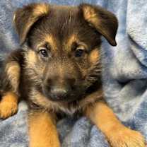 adopt-pet