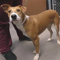adopt-pet