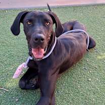 adopt-pet