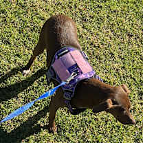 Thumbnail photo of Canela #4