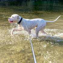 Thumbnail photo of French Fry #1