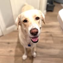 Thumbnail photo of Lainey #1