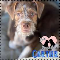 adopt-pet