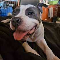 Thumbnail photo of DALILAH #1