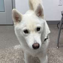 adopt-pet
