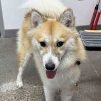 adopt-pet