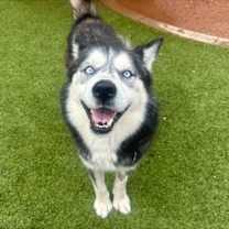 adopt-pet