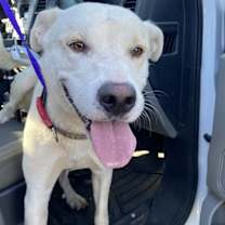 adopt-pet