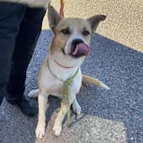 adopt-pet