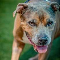 Thumbnail photo of Viejo A2205509 #4