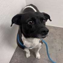adopt-pet