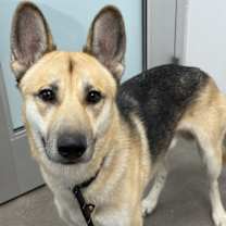 adopt-pet